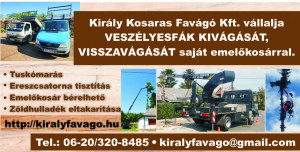 VESZÉLYES FÁK KIVÁGÁSA Király Zoltán